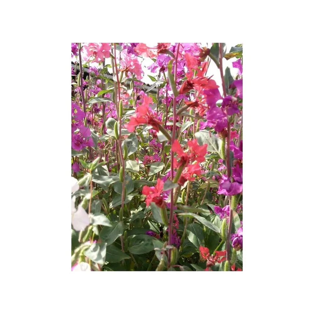 Clarkia elégant double varié