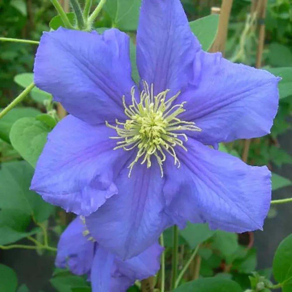 Clématite 'hf. Young' - clematis 3l