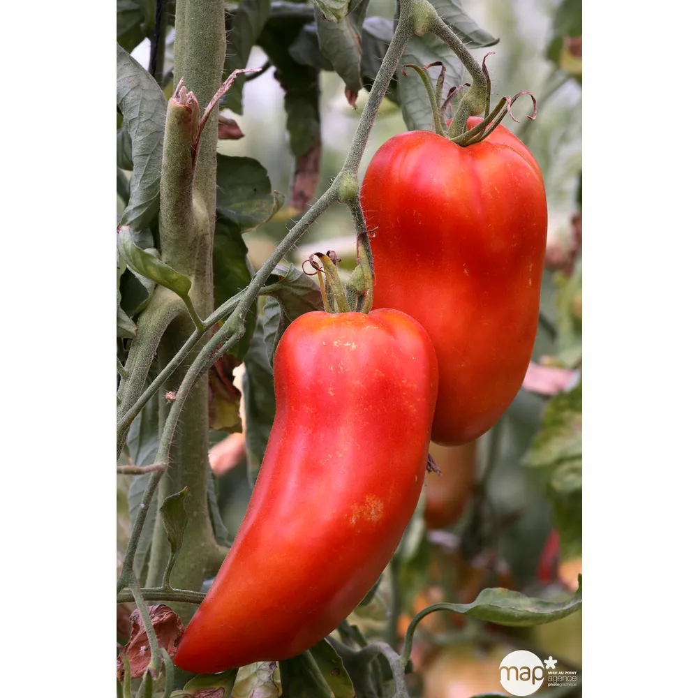 Graines de tomate andine cornue Bio en sachet