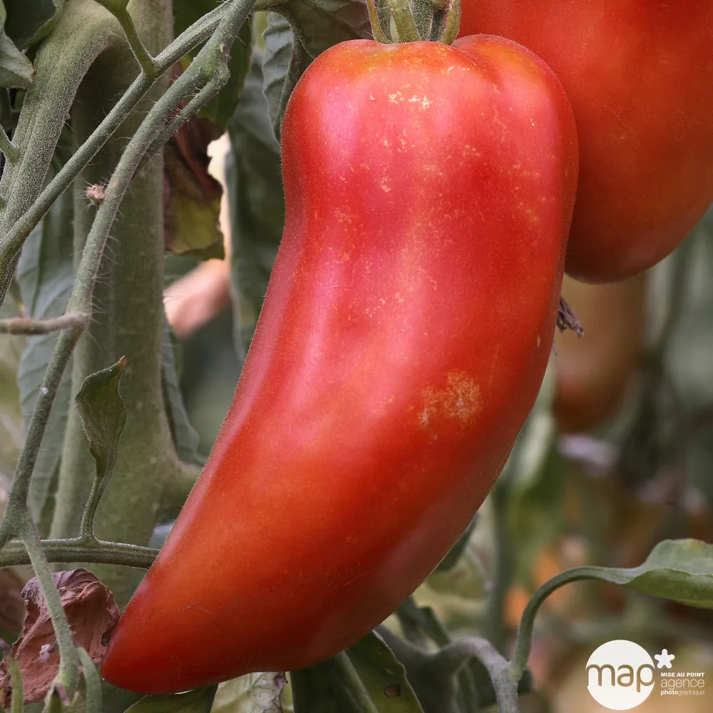Graines de tomate andine cornue Bio en sachet