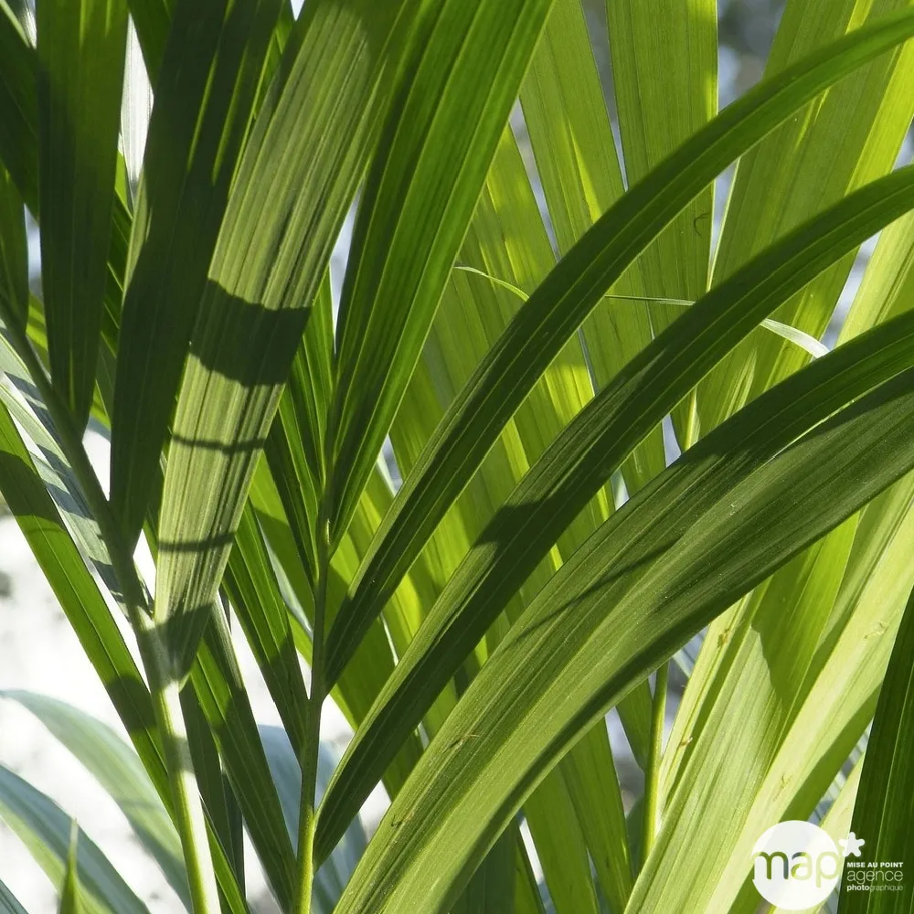 Kentia : H.160cm petit modèle pot