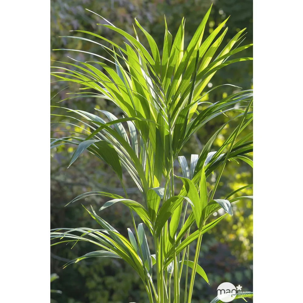 Kentia : H.160cm petit modèle pot