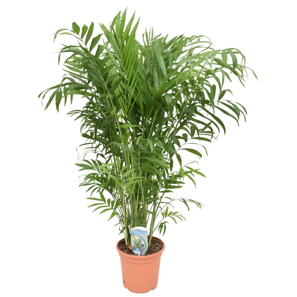 Palmier nain H90cm : pot D21cm